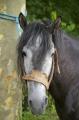  Le Maroc fete son Moussem a Evry-Bondoufle  - Les chevaux marocains Les Chevaux Marocains 076
